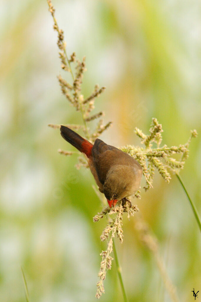 Anambra Waxbill