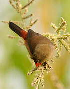 Anambra Waxbill