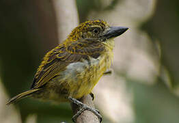 Speckled Tinkerbird