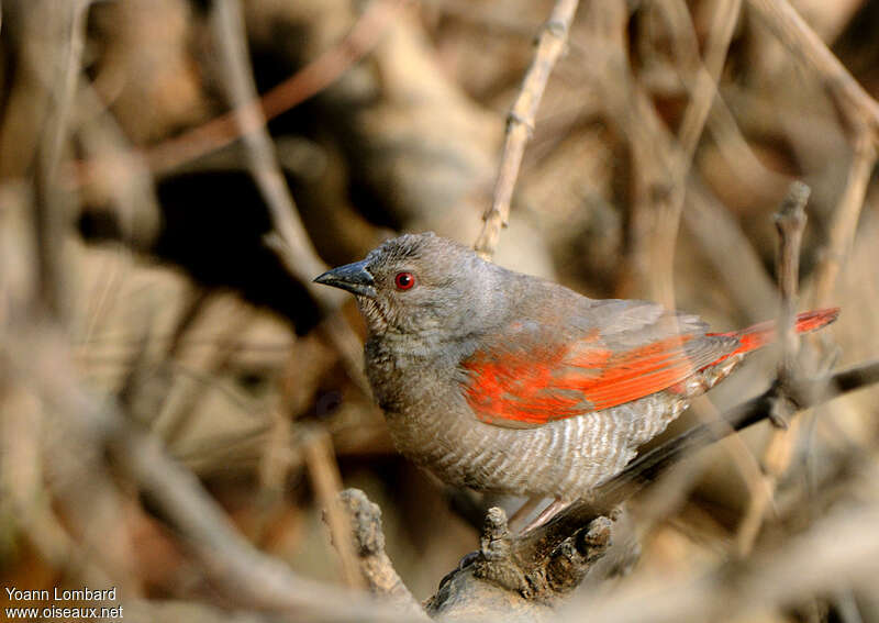 Red-winged Pytiliaadult