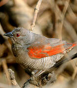 Red-winged Pytilia