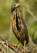 Dwarf Bittern