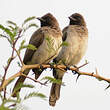 Bulbul des jardins