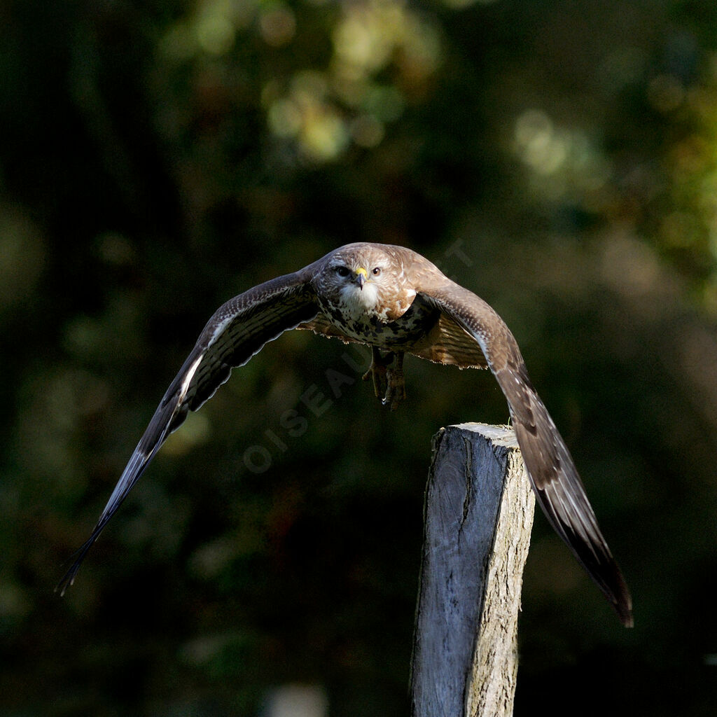 Buse variable