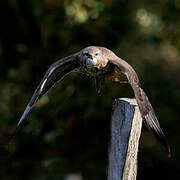 Common Buzzard