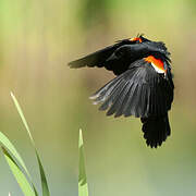 Red-winged Blackbird