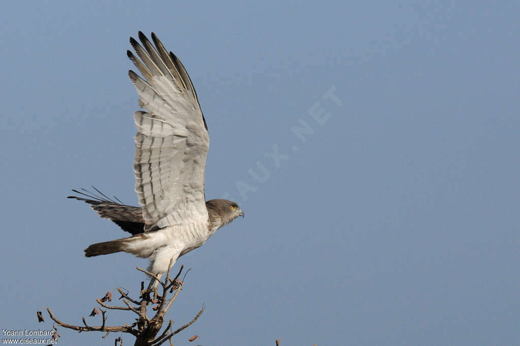 Beaudouin's Snake Eagle male adult, identification