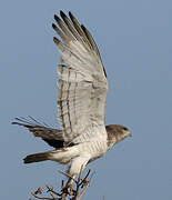 Beaudouin's Snake Eagle