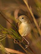 Croaking Cisticola