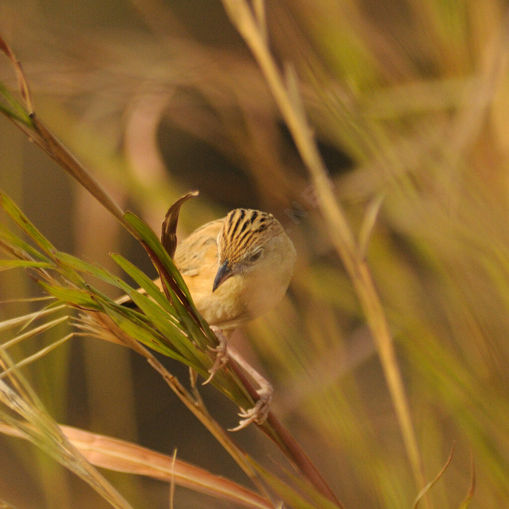 Croaking Cisticola