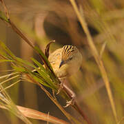 Croaking Cisticola