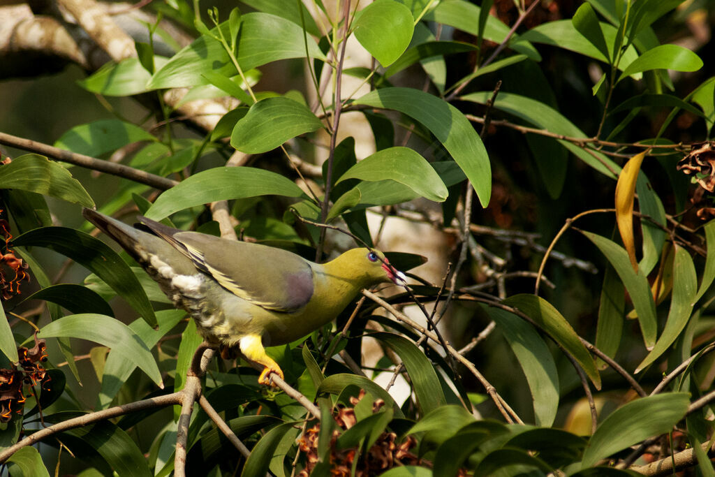 Colombar à front nuadulte, habitat, pigmentation, Nidification