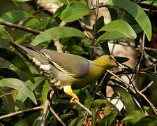 African Green Pigeon