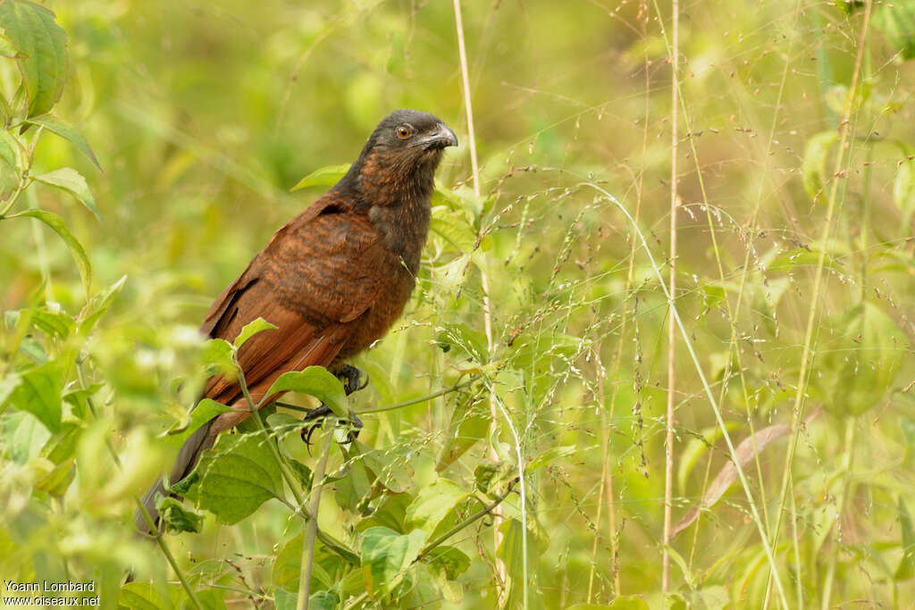 Coucal noir1ère année