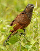 Coucal noir