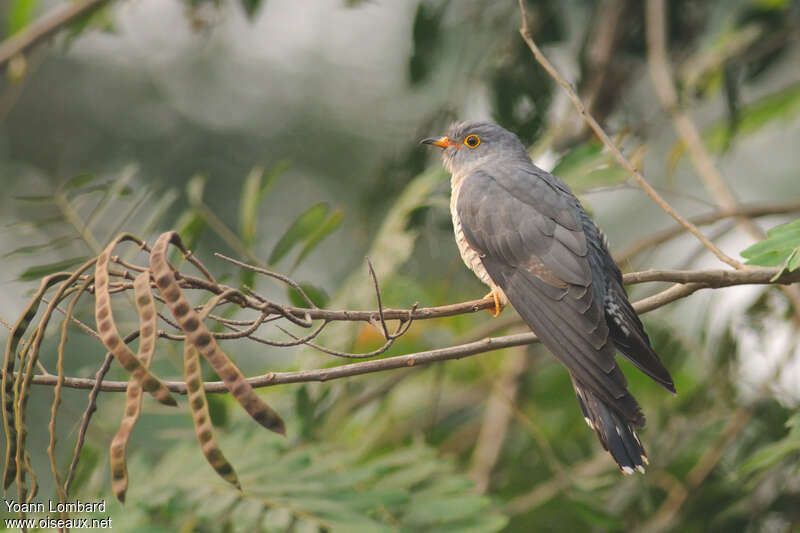 African Cuckoo female adult, identification