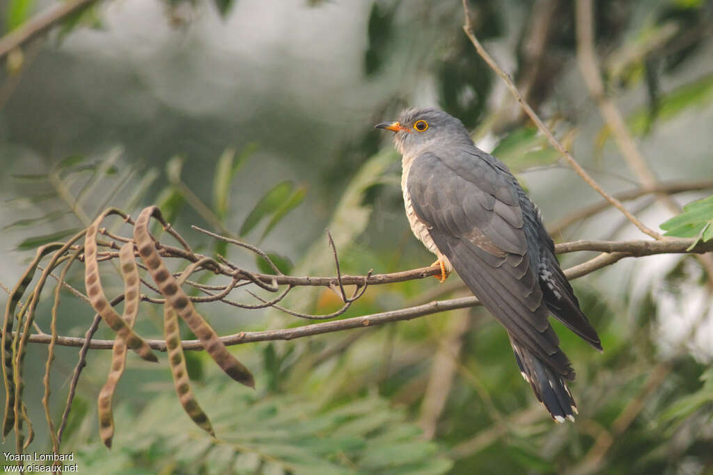 Coucou africain femelle adulte, identification