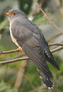 African Cuckoo