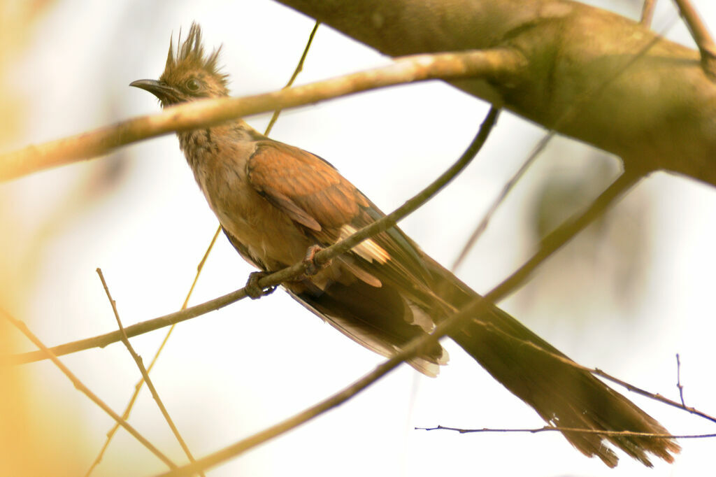 Levaillant's Cuckoo