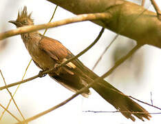 Levaillant's Cuckoo