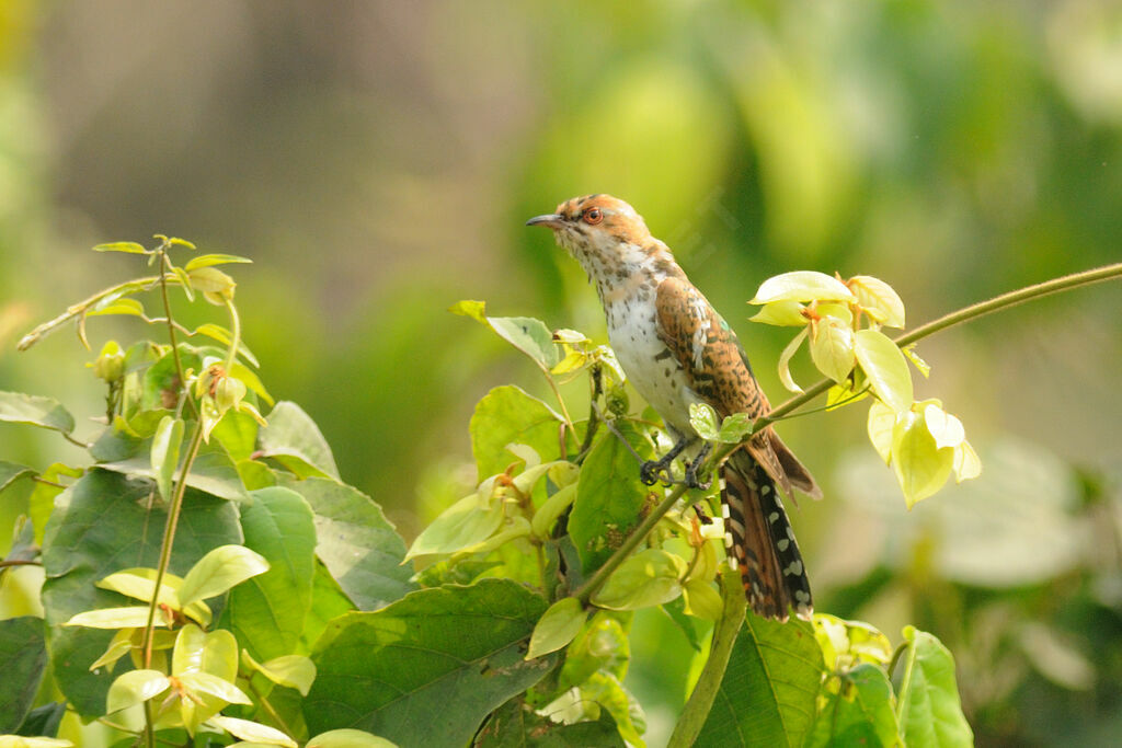 Diederik Cuckoo female
