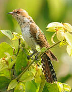 Diederik Cuckoo