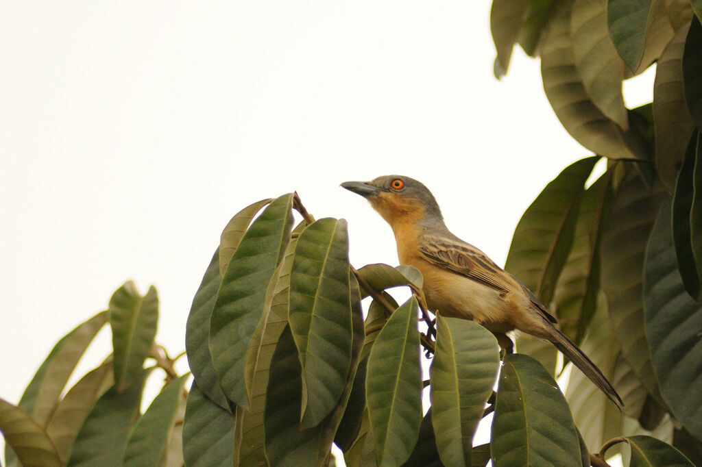 Northern Puffback female