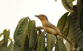 Northern Puffback