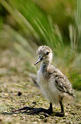 Black-winged Stilt