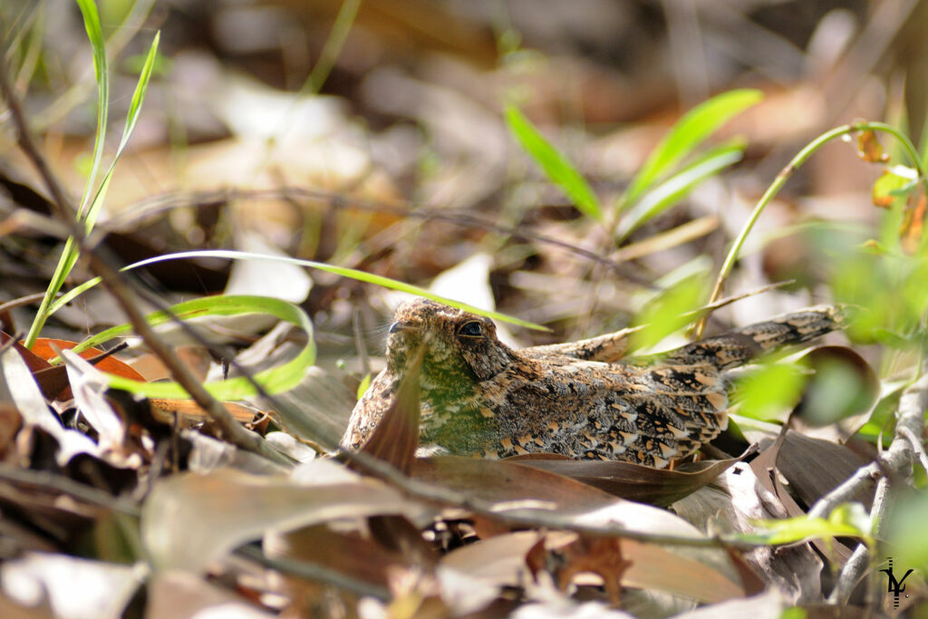 Standard-winged Nightjar