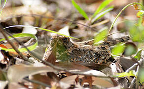 Standard-winged Nightjar