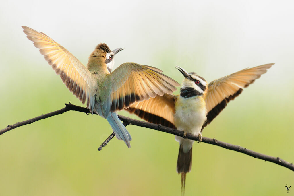 White-throated Bee-eater adult, Behaviour