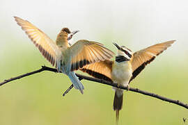 White-throated Bee-eater