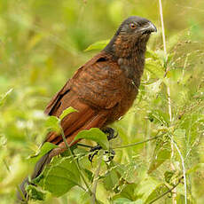 Coucal noir