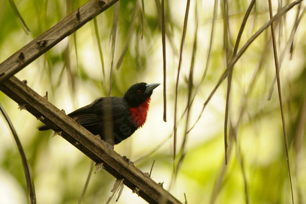 Blue-billed Malimbe