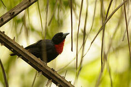 Blue-billed Malimbe