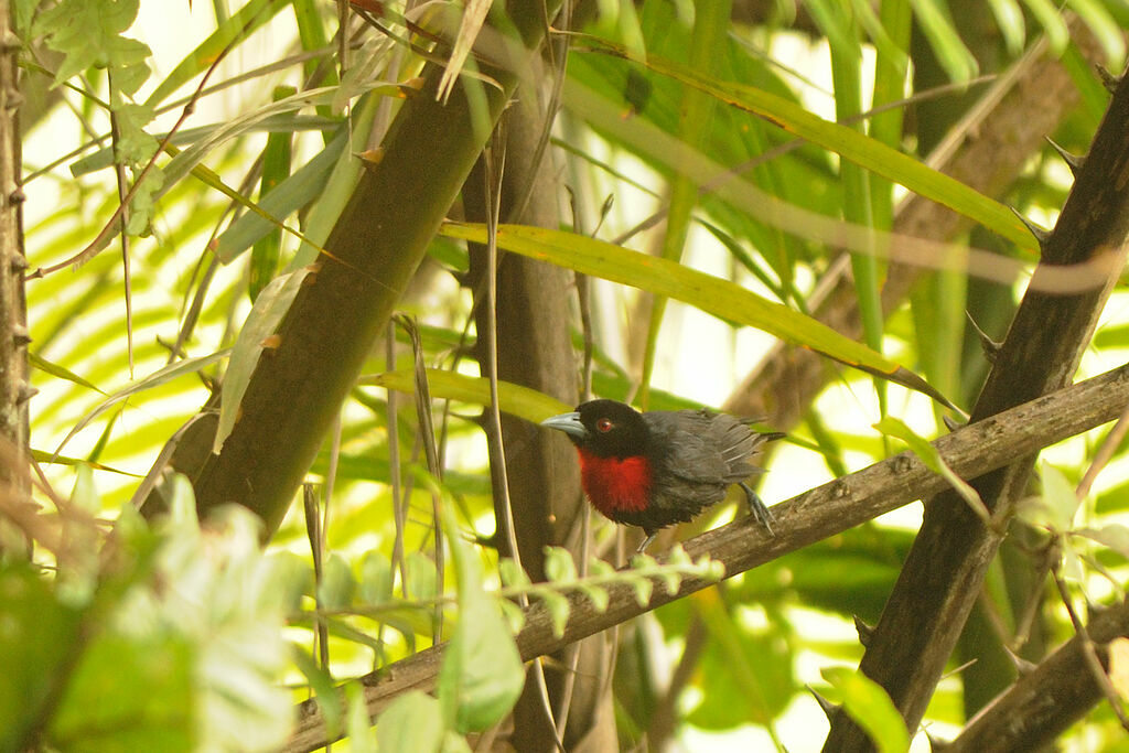 Blue-billed Malimbe