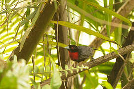 Blue-billed Malimbe