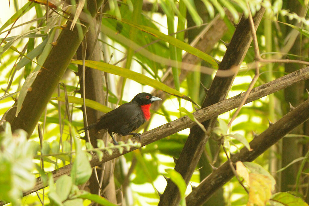 Blue-billed Malimbe