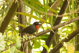 Blue-billed Malimbe