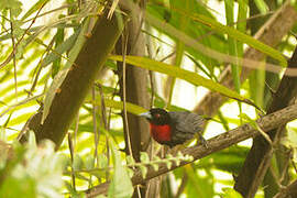 Blue-billed Malimbe