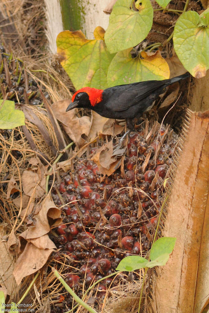 Malimbe à tête rouge mâle adulte, régime