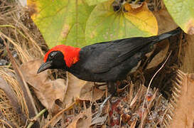 Red-headed Malimbe