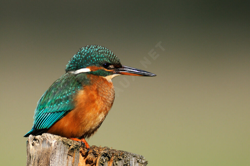 Common Kingfisher