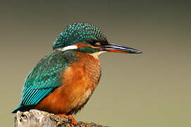 Common Kingfisher