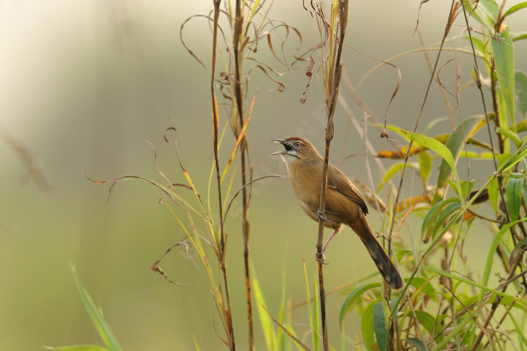 Moustached Grass Warbler, song