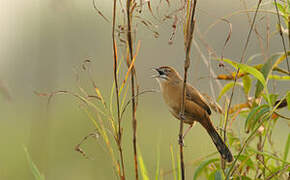 Moustached Grass Warbler