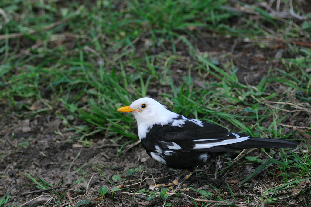 Common Blackbird male adult, identification, pigmentation