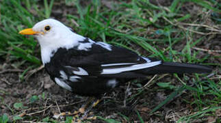 Common Blackbird