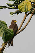 Yellow-billed Kite